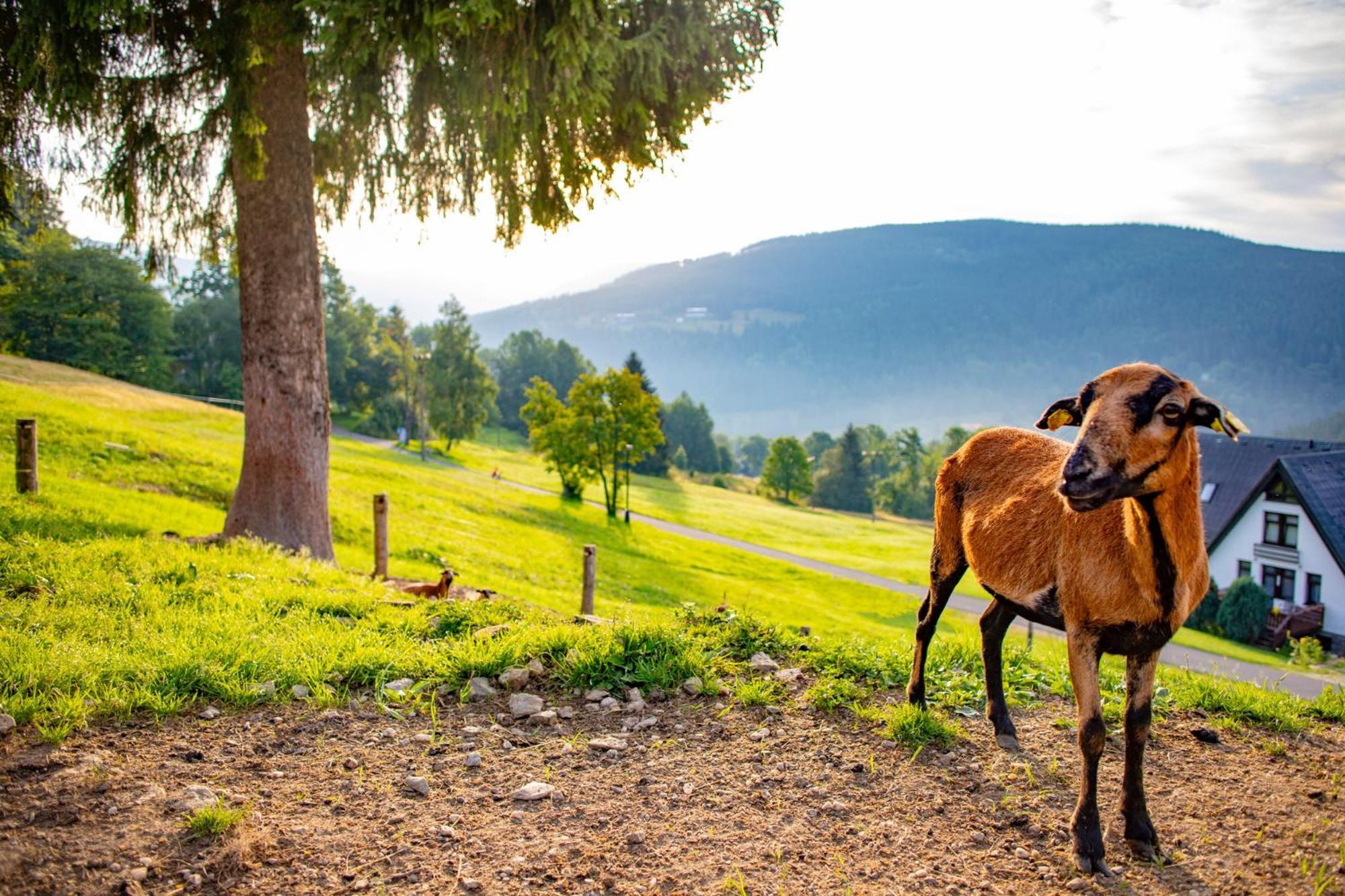 Amenity Hotel & Resort Špindlerŭv Mlýn المظهر الخارجي الصورة